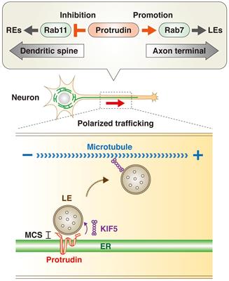 Lipid Transfer–Dependent Endosome Maturation Mediated by Protrudin and PDZD8 in Neurons